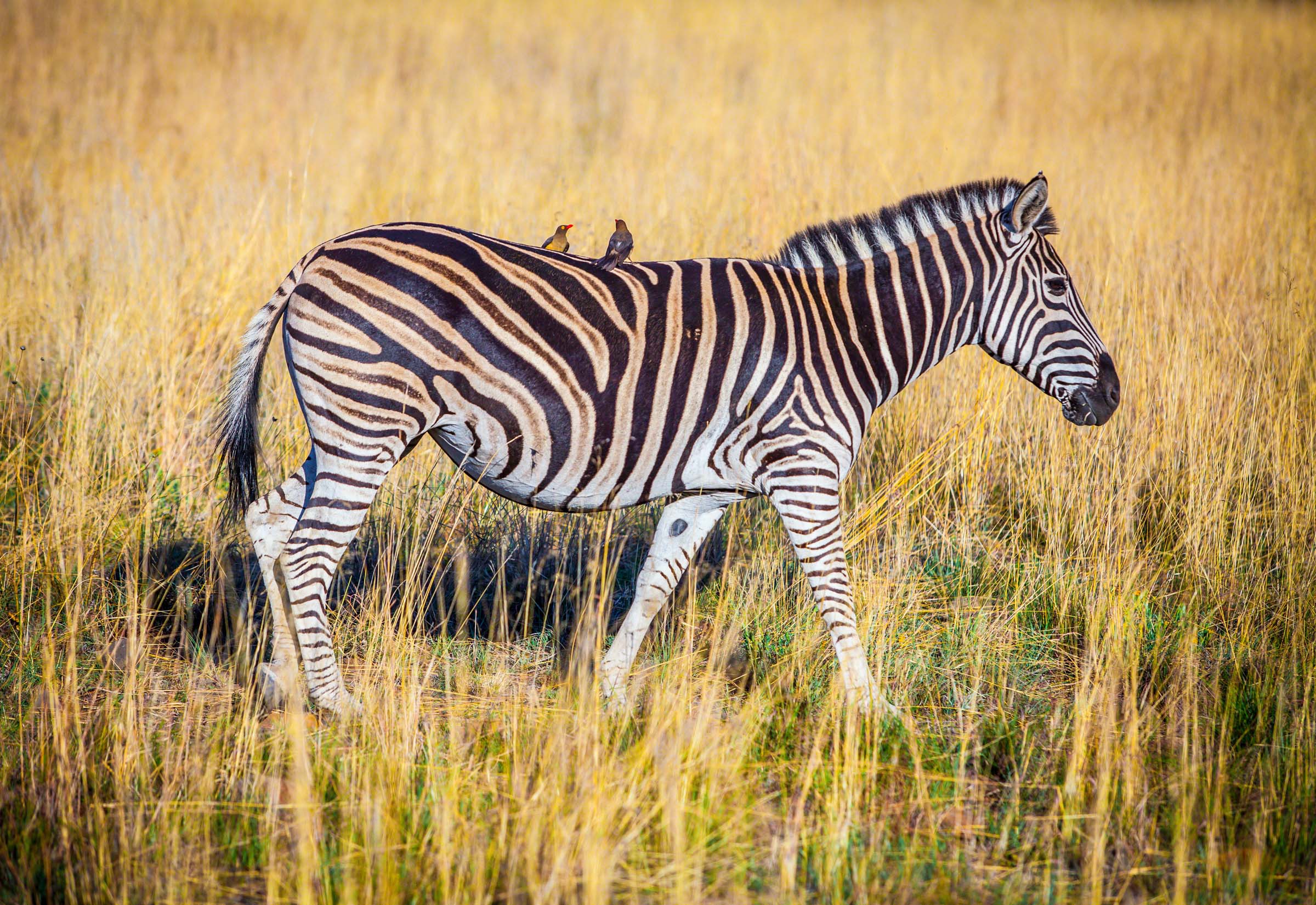 Wildlife